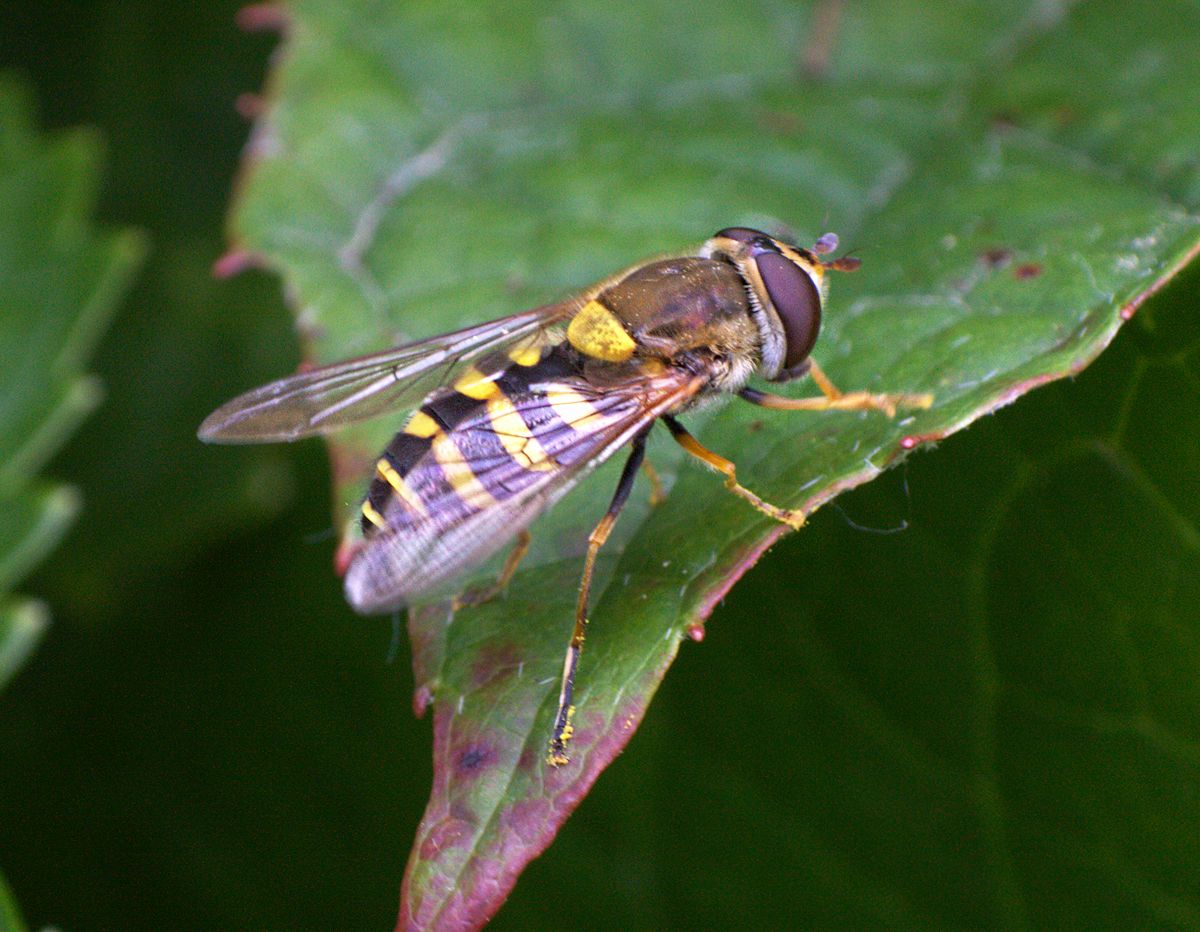 Syrphus vitripennis da confermare